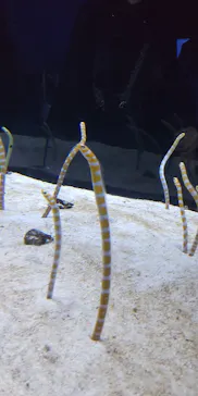 すみだ水族館に投稿された画像（2026/9/21）