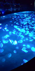 すみだ水族館に投稿された画像（2026/9/21）