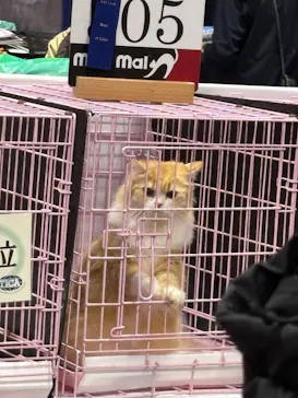 Pet博 大阪会場 Pet Exposition in Osakaに投稿された画像（2026/9/21）