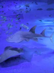 のとじま水族館に投稿された画像（2026/9/21）