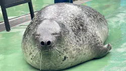 ゼロ距離水族館 伊勢シーパラダイスに投稿された画像（2026/9/21）