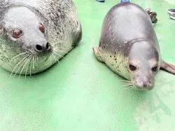 ゼロ距離水族館 伊勢シーパラダイスに投稿された画像（2026/9/21）