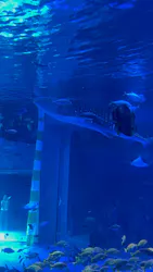 のとじま水族館に投稿された画像（2026/9/21）