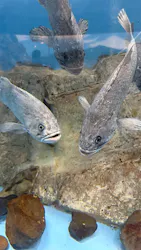 のとじま水族館に投稿された画像（2026/9/21）