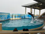 新江ノ島水族館に投稿された画像（2026/9/21）
