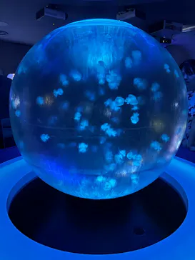 新江ノ島水族館に投稿された画像（2026/9/21）
