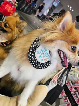Pet博 大阪会場 Pet Exposition in Osakaに投稿された画像（2026/9/21）