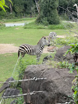 天王寺動物園に投稿された画像（2026/9/21）