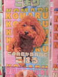 いぬカフェRio 池袋店に投稿された画像（2026/9/21）