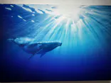 KAGAYA 星空の世界展（石川会場）に投稿された画像（2026/9/21）