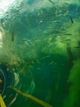 滋賀県立琵琶湖博物館に投稿された画像（2026/9/21）