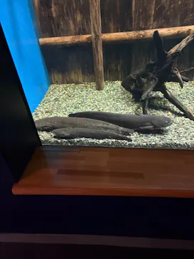 滋賀県立琵琶湖博物館に投稿された画像（2026/9/21）