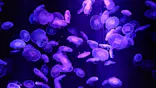 京都水族館に投稿された画像（2026/9/21）