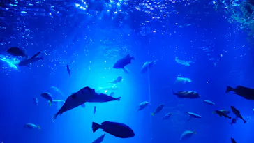 京都水族館に投稿された画像（2026/9/21）