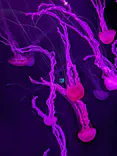 サンシャイン水族館に投稿された画像（2026/9/21）