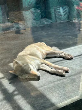 天王寺動物園に投稿された画像（2026/9/21）