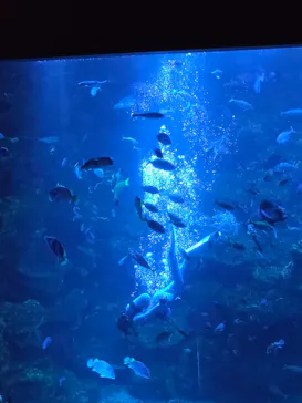 京都水族館に投稿された画像（2026/9/21）