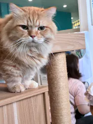 Moff animal cafe iias つくば店に投稿された画像（2026/9/21）