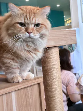 Moff animal cafe iias つくば店に投稿された画像（2026/9/21）