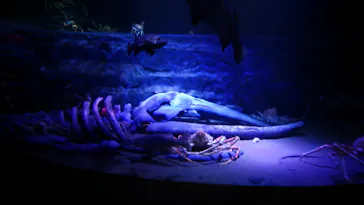 竹島水族館に投稿された画像（2026/9/21）