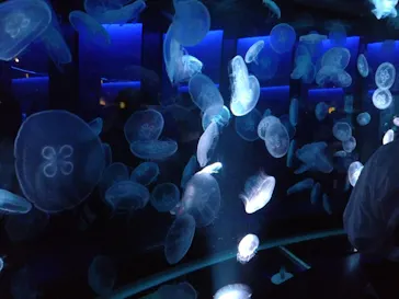 京都水族館に投稿された画像（2026/9/21）