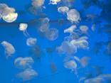 アクアワールド茨城県大洗水族館に投稿された画像（2026/9/21）