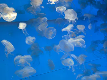 アクアワールド茨城県大洗水族館に投稿された画像（2026/9/21）