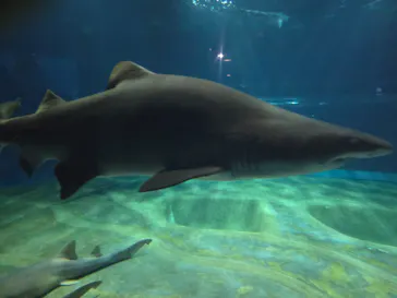 アクアワールド茨城県大洗水族館に投稿された画像（2026/9/21）