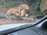 秋吉台自然動物公園 サファリランドに投稿された画像（2026/9/21）
