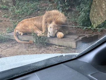 秋吉台自然動物公園 サファリランドに投稿された画像（2026/9/21）