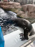 京都水族館に投稿された画像（2026/9/21）
