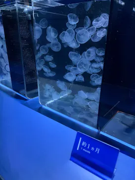 京都水族館に投稿された画像（2026/9/21）