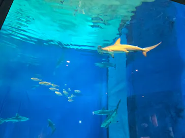 沖縄美ら海水族館に投稿された画像（2026/9/21）