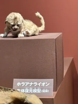特別展「氷河期展　人類が見た４万年前の世界」（福岡会場）に投稿された画像（2026/9/21）