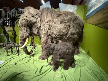 特別展「氷河期展　人類が見た４万年前の世界」（福岡会場）に投稿された画像（2026/9/21）