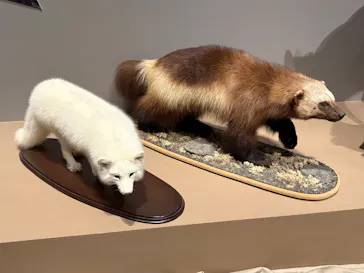 特別展「氷河期展　人類が見た４万年前の世界」（福岡会場）に投稿された画像（2026/9/21）
