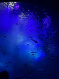アクアワールド茨城県大洗水族館に投稿された画像（2026/9/21）