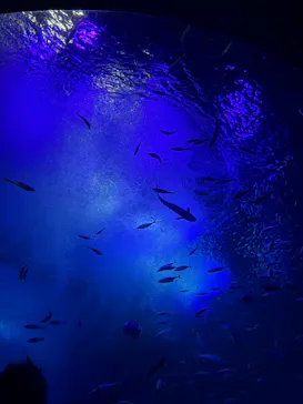アクアワールド茨城県大洗水族館に投稿された画像（2026/9/21）