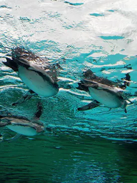 天王寺動物園に投稿された画像（2026/9/21）