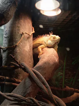 天王寺動物園に投稿された画像（2026/9/21）