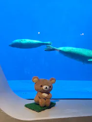 上越市立水族博物館 うみがたりに投稿された画像（2026/9/21）