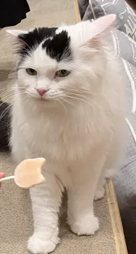 猫カフェモカ イオンモール岡山店に投稿された画像（2026/9/21）