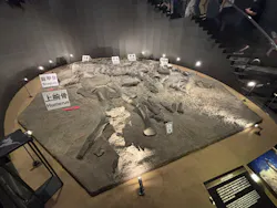 福井県立恐竜博物館に投稿された画像（2026/9/21）