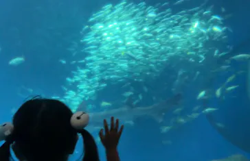 アクアワールド茨城県大洗水族館に投稿された画像（2026/9/21）