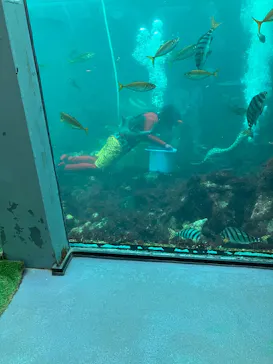 下田海中水族館に投稿された画像（2026/9/21）