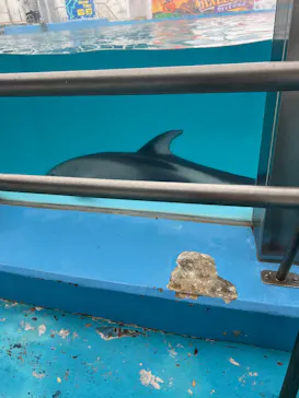 のとじま水族館に投稿された画像（2026/9/21）