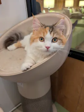 猫カフェモカ　池袋東口店に投稿された画像（2026/9/21）