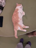 猫カフェモカ　池袋東口店に投稿された画像（2026/9/21）