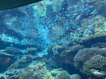 沖縄美ら海水族館に投稿された画像（2026/9/21）