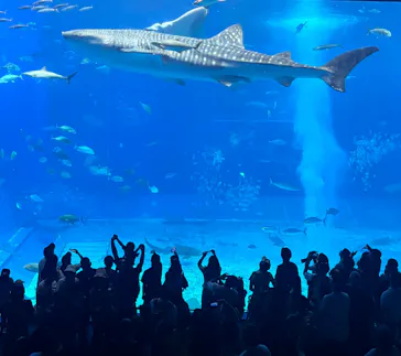 沖縄美ら海水族館に投稿された画像（2026/9/21）